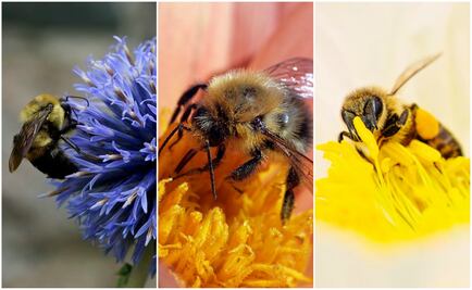 La jalea real será el mejor aliado de tu belleza