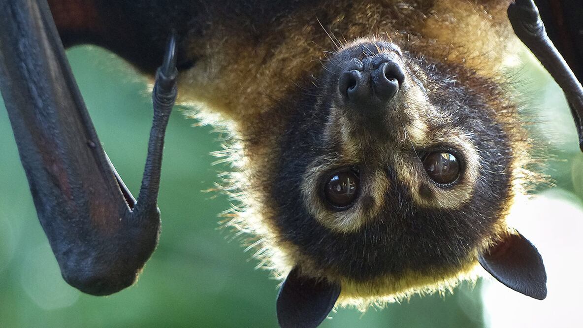 Murciélago: el control de un aliado indispensable