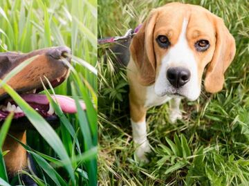 Qué hacer si mi perro come pasto, según adiestradora canina