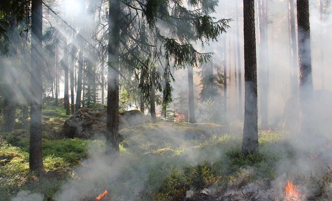 Ante los 165 incendios forestales activos en Canadá, el Primer Ministro canadiense, Mark Carney, ha ofrecido recursos federales con el fin de apoyar en la evacuación y combate al fuego. Foto: Pixabay