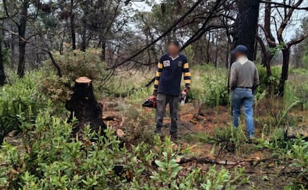 Profepa sorprende a hombre talando árbol de madroño en Querétaro; especie es reconocida por su valor ecológico y económico