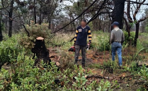 Profepa sorprende a hombre talando árbol de madroño en Querétaro; especie es reconocida por su valor ecológico y económico