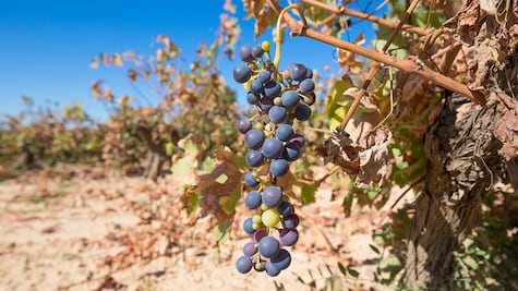 Vides patrimoniales, al rescate de la historia vitivinícola