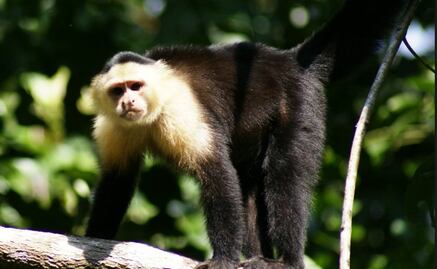 Los monos capuchinos no son tan listos como se pensaba