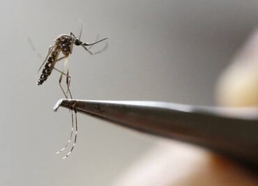 Investigan en Puerto Rico posible caso de zika congénito
