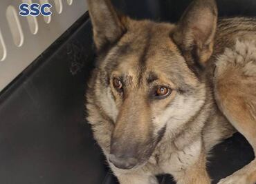 Siempre sí era un perro y no un lobo, ejemplar capturado en calles de la GAM