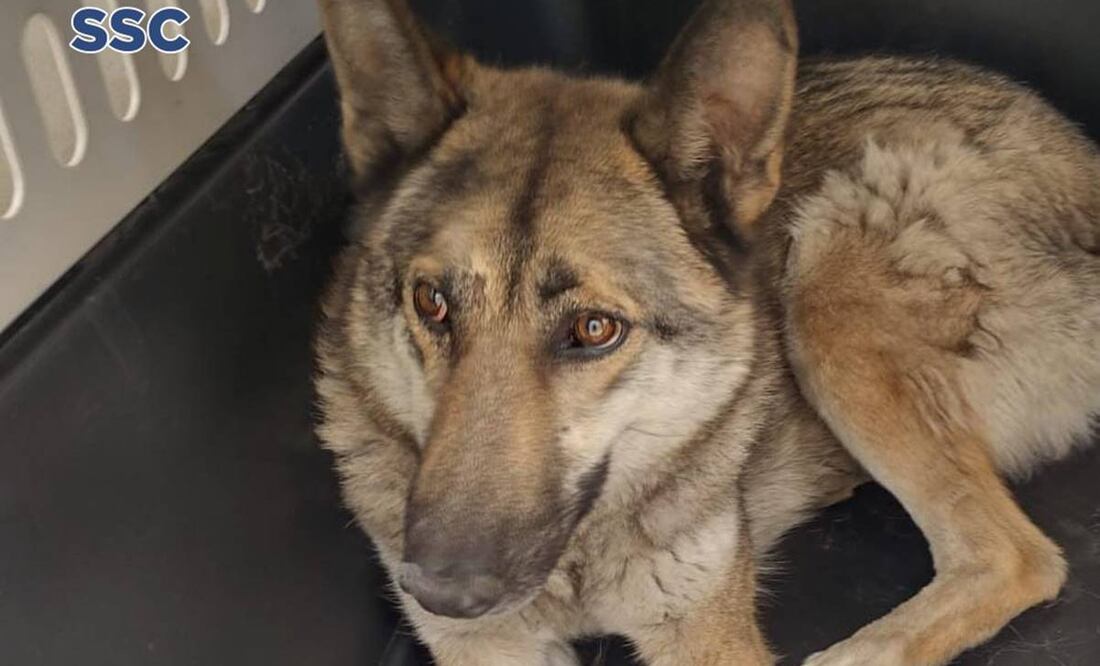 La Brigada de Vigilancia Animal informó que el animal recuperado ayer se trató de un perro lobo checoslovaco y no un lobo como se dijo. Foto: SSC