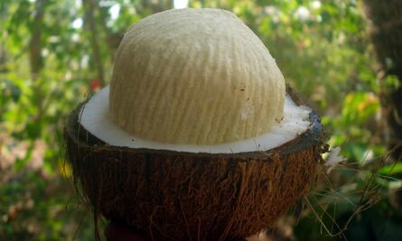 ¿Qué es la manzana de coco y dónde puedo comerla?