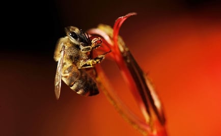 Polen de flores, una herramienta científica para develar el pasado 