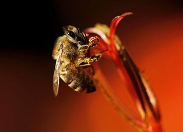 Polen de flores, una herramienta científica para develar el pasado