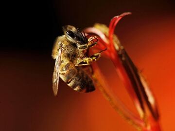 Polen de flores, una herramienta científica para develar el pasado