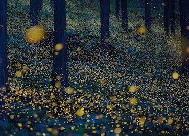 Hay otro santuario de luciérnagas, y está en Tlalpujahua