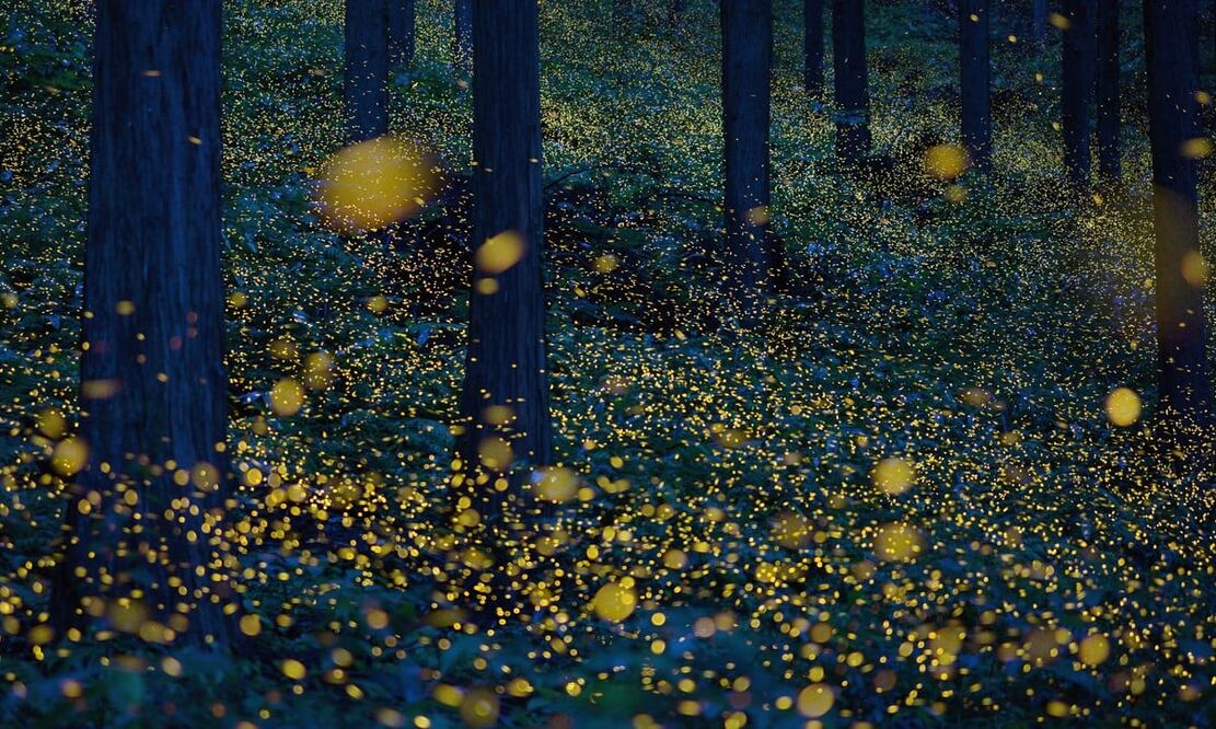 Hay recorridos guiados a este campo de luciérnagas en Tlalpujahua. Foto: iStock