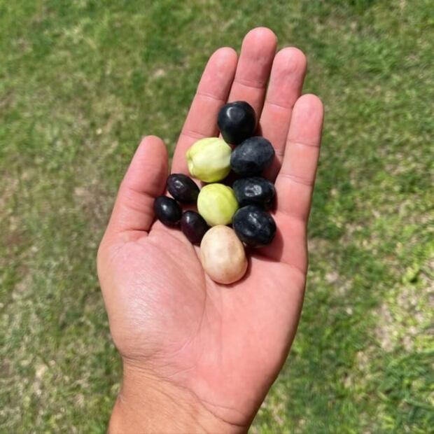 Icaco, un fruto poco conocido