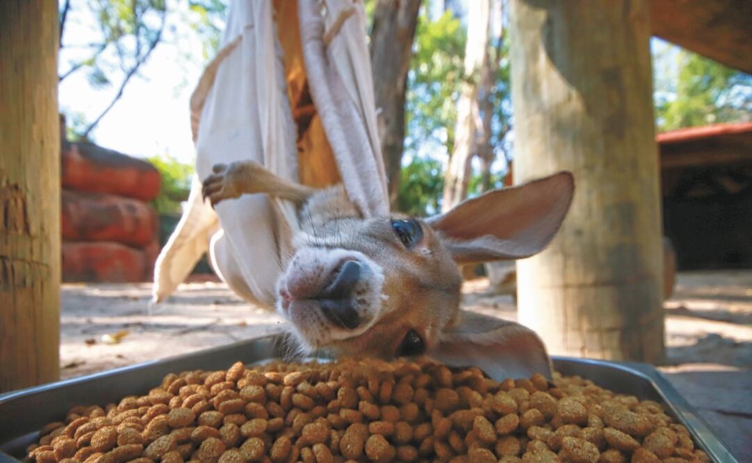 Kía, the six-months-old pup of Red kangaroo of Guadalajara – Photo: Carlos Zepeda/EL UNIVERSAL