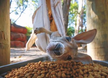 Kía, the baby kangaroo of Guadalajara