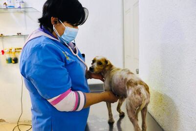 Por maltrato animal emiten recomendaciones en materia de bienestar en el Edomex