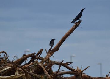 Aplazan audiencia sobre obras en manglar