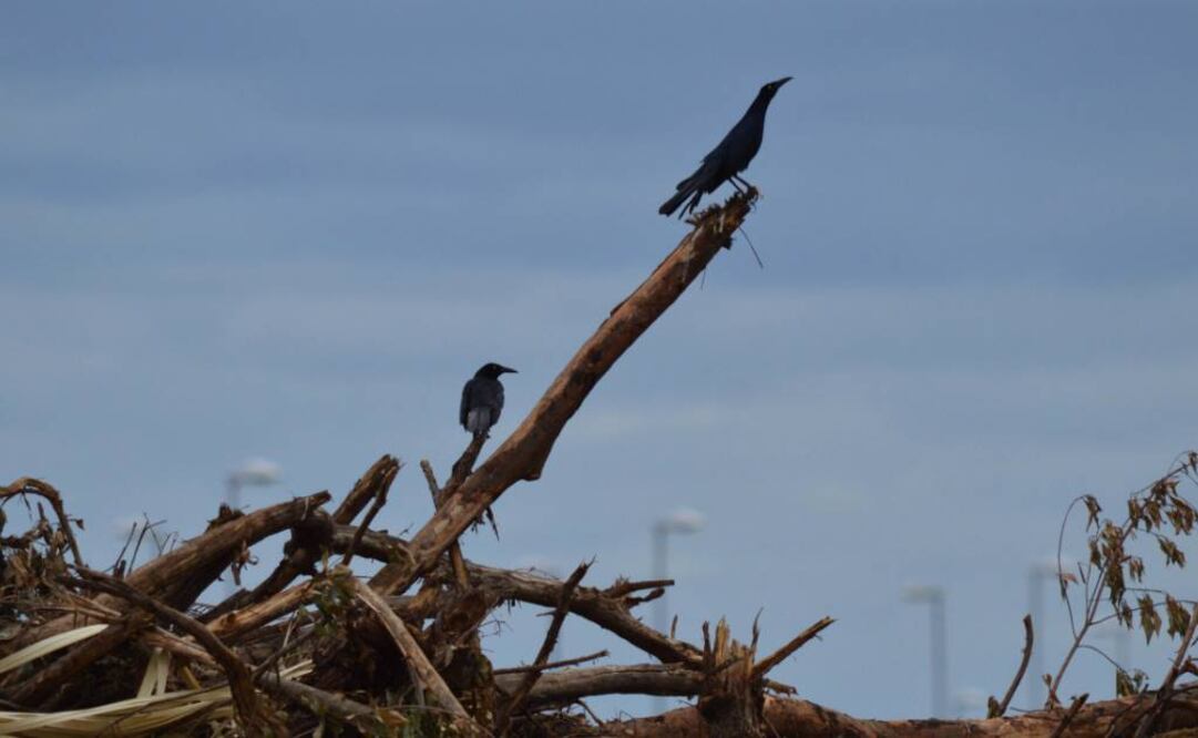 Foto: Archivo Cuartoscuro