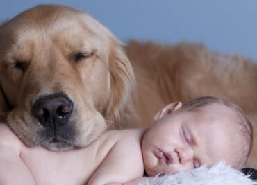 ¿Los bebés pueden convivir con perros en casa?