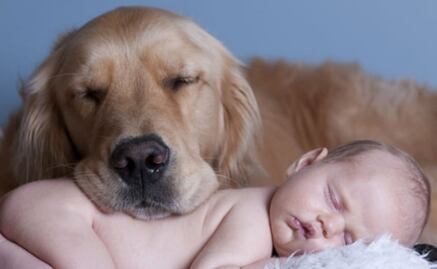 ¿Los bebés pueden convivir con perros en casa?