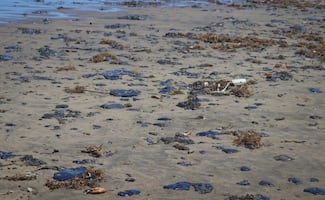 Aparece muerto delfín en playas de Alvarado, Veracruz; hecho ocurre en medio de alertas de organizaciones tras derrame de hidrocarburo