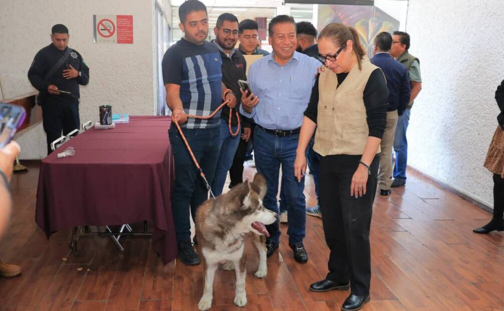Actualmente el Estado de México tiene más de cinco millones de perros y gatos en situación de calle, de los cuales alrededor de un millón están en Ecatepec. Fotos: Especiales.