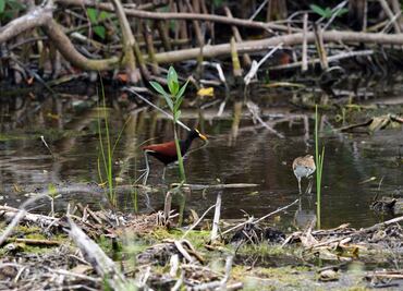 Granja camaronera afecta a manglar en San Blas, Nayarit