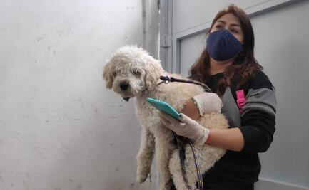 Activistas piden crear un banco de datos de agresores de animales en Edomex