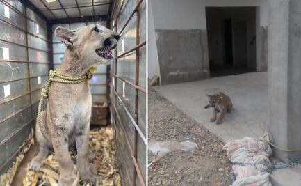 Rescatan a cachorro de puma abandonado y amarrado en una construcción en Angostura, Sinaloa: VIDEO