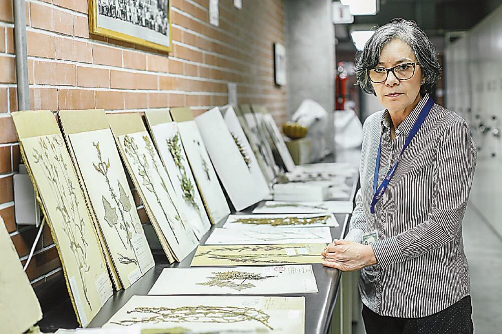 Martha Olvera, técnica académica del Herbario Nacional, muestra parte del acervo al que cada mes se incorporan 2 mil 500 ejemplares nuevos. Foto: GERMÁN ESPINOSA. EL UNIVERSAL