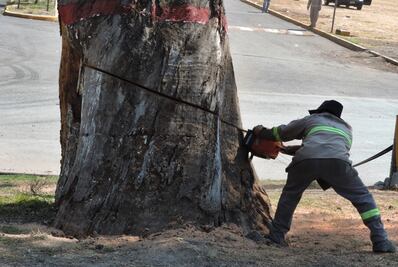 Talan árbol de 250 años de antigüedad en Cuautitlán