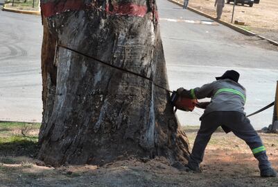 Talan árbol de 250 años de antigüedad en Cuautitlán
