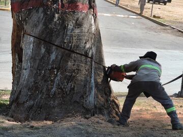 Talan árbol de 250 años de antigüedad en Cuautitlán