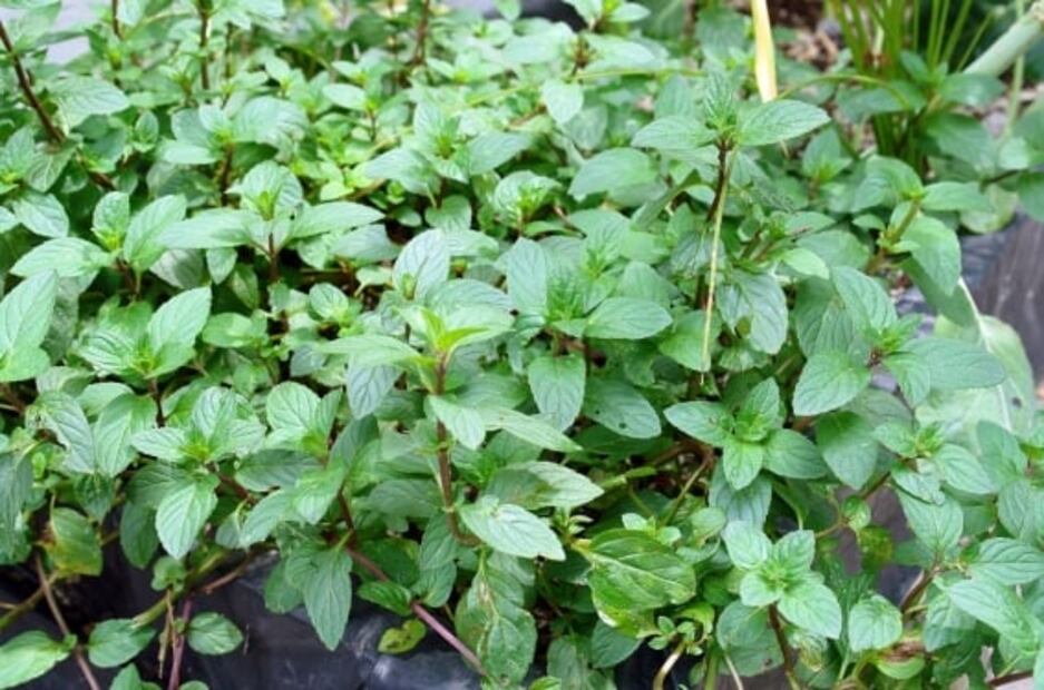 Plantas fumables para cultivar que son legales 