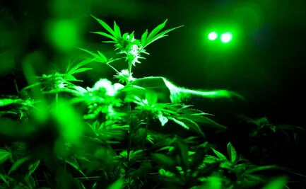 Marihuana medicinal, ¿tiene efectos secundarios su uso?