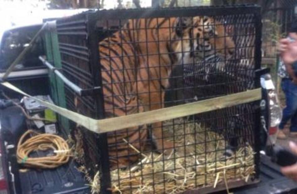 Aseguran tigre de Bengala en Parácuaro, Michoacán