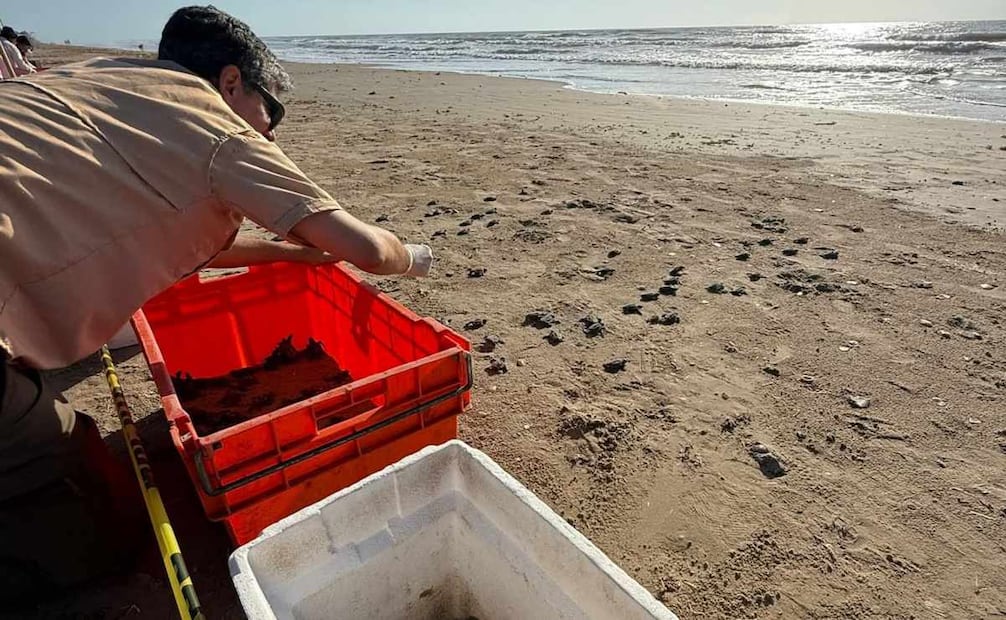 Activista recauda hieleras para proteger anidación de tortugas en Tamaulipas; busca evitar riesgos en Playa Bagdad.
Foto: Especial.