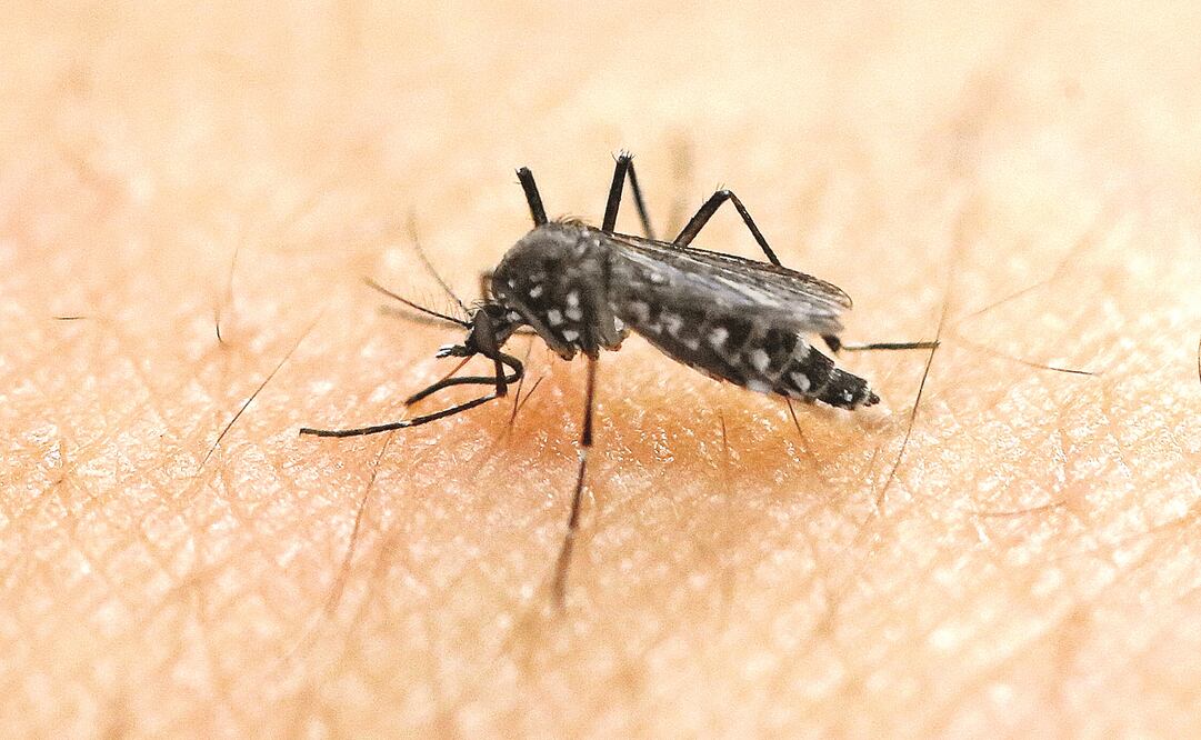 Foto: Archivo/ El Universal