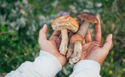 El tipo de hongo que actúa como ayudante en la terapia contra el cáncer