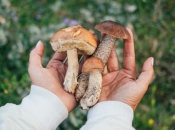 El tipo de hongo que actúa como ayudante en la terapia contra el cáncer