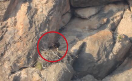 VIDEO: Hallan nido de águila real en Coahuila; destacan avance en conservación