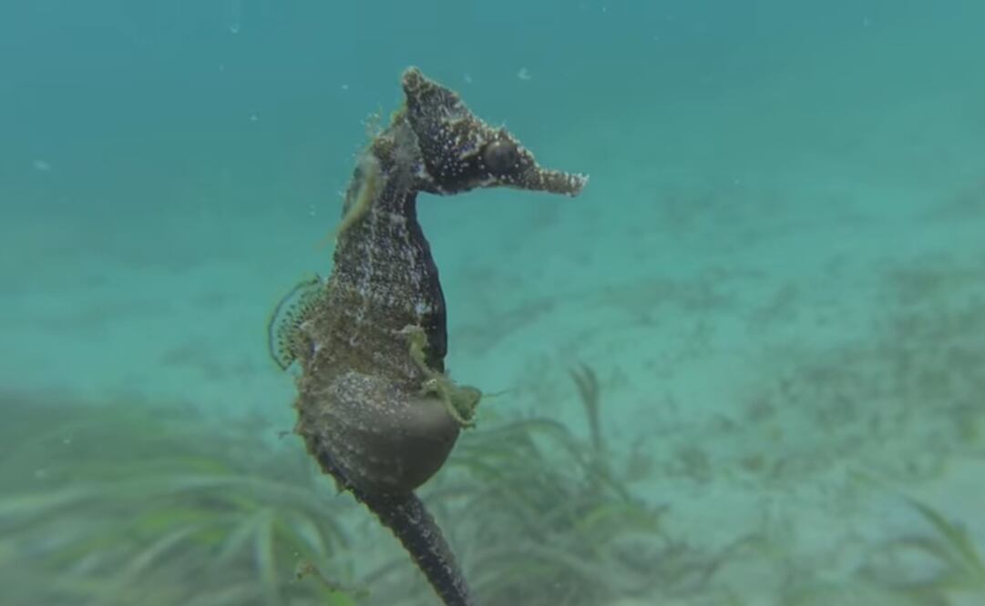 Foto: Tomada de YouTube