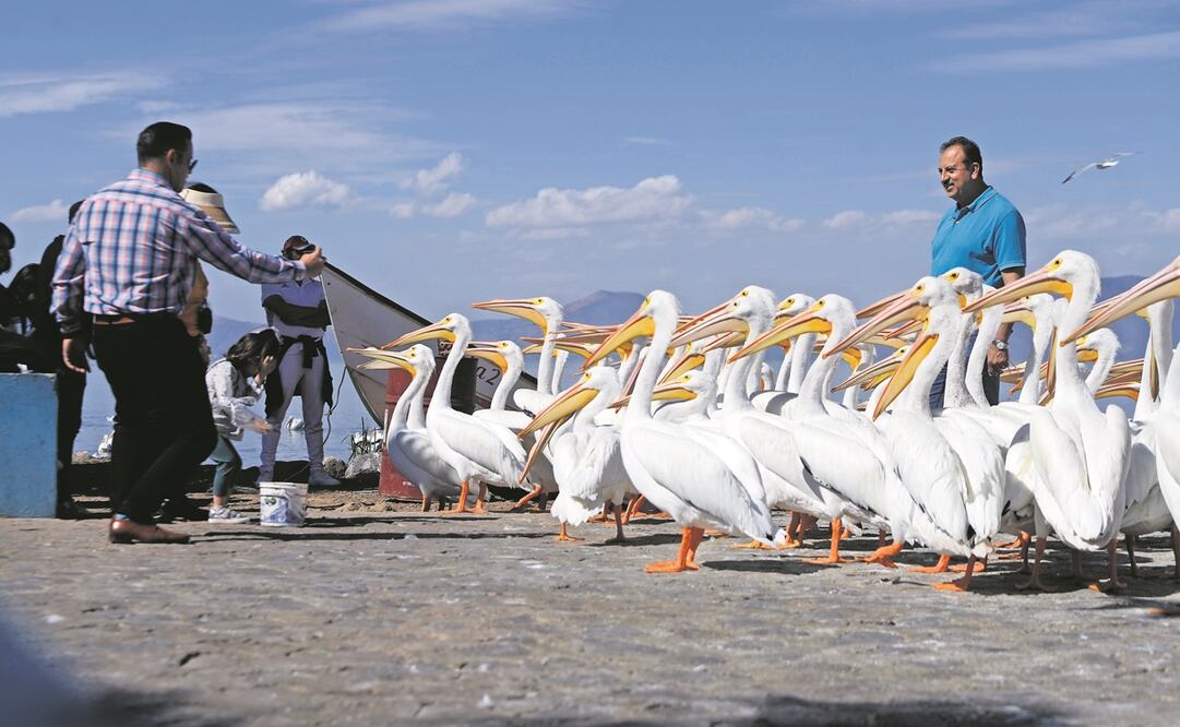 La llegada de esta ave exótica a tierra michoacana supone para los pobladores una entrada de ingresos, debido al incremento de turistas, tanto nacionales como extranjeros, para ver esta movilización. Fotos: Armando Solís