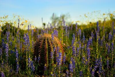 Cabuches, las flores comestibles del desierto