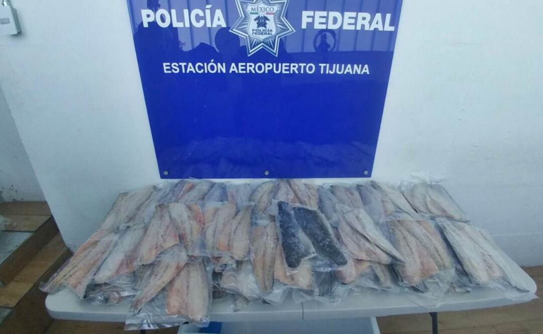 Profepa y Policía Federal aseguran 104 filetes de totoaba