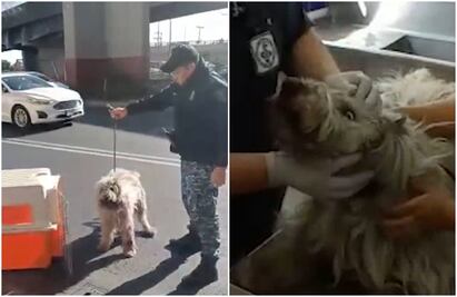 SSC rescata a perrito atropellado en la Venustiano Carranza: VIDEO