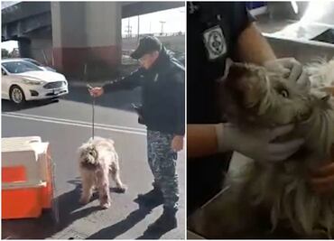 SSC rescata a perrito atropellado en la Venustiano Carranza: VIDEO