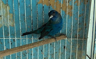 Rescatan a aguililla víctima de crueldad  en Yucatán; le habrían cortado las alas