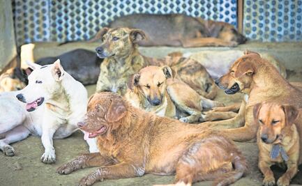 Avanza dictamen contra abandono de animales